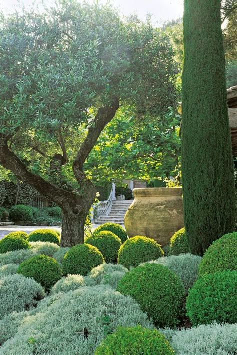 Light hits an olive tree and some whimsically pruned plants in St-Paul-de-Vence. Olive Trees Garden, Mediterranean Garden Design, Mediterranean Gardens, Provence Garden, Pallet Beds, Topiary Garden, Mediterranean Landscaping, Formal Garden, Italian Garden