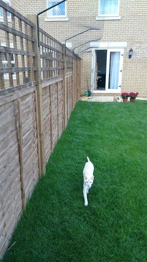 Fence For Cats, Backyard For Cats, Cat Backyard Ideas, Cat Fencing, Catio Cats, Diy Cat Enclosure, Katt Diy, Cat Playground Outdoor, Cat Enclosures