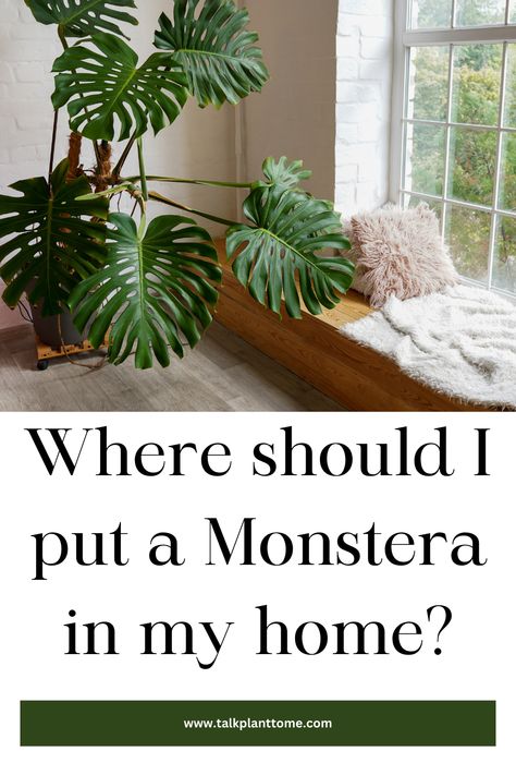 Where should I put a Monstera in my home? – | Talk Plant To Me | Plant Advice, Monster Plant, Monstera Plant Care, Plant Display Ideas, Garden Wall Designs, Lucky Plant, Living Room Plants, Trailing Plants, Bathroom Plants