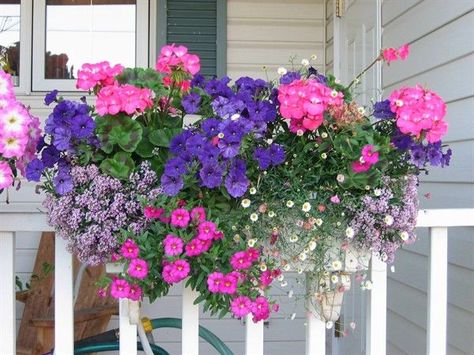 Gorgeous! Growing Geraniums, Plant Combos, Pink Geranium, I Love Pink, Window Box Flowers, Container Gardening Flowers, Cottage Garden Design, Outdoor Flowers, Garden Containers