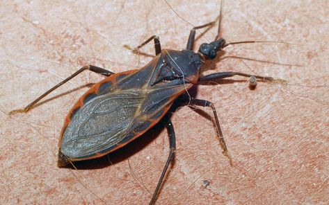 Kissing Bug, Bug Infestation, Nourishing Recipes, Types Of Insects, Bug Zapper, Bug Bites, Insect Control, Garden Guide, Garden Pests