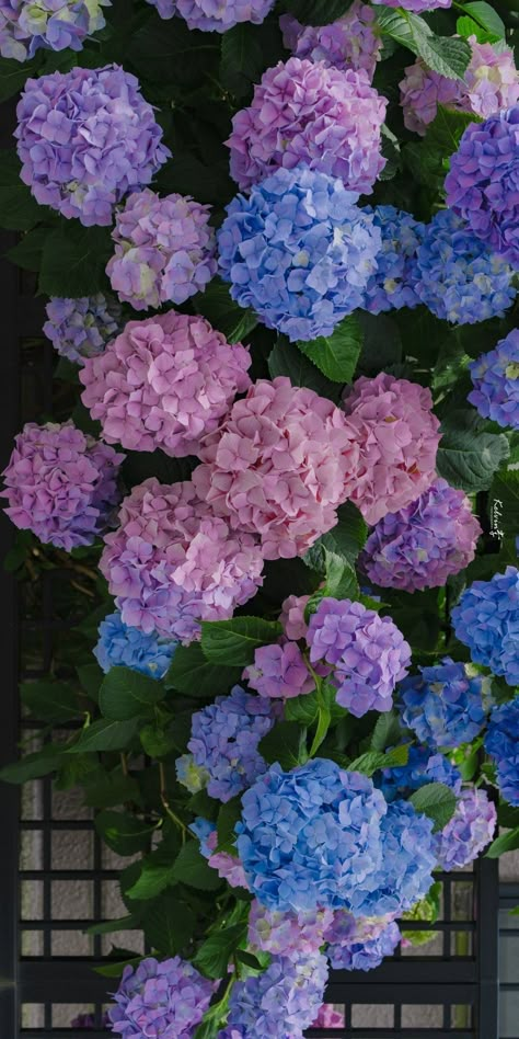 Hydrangea wedding