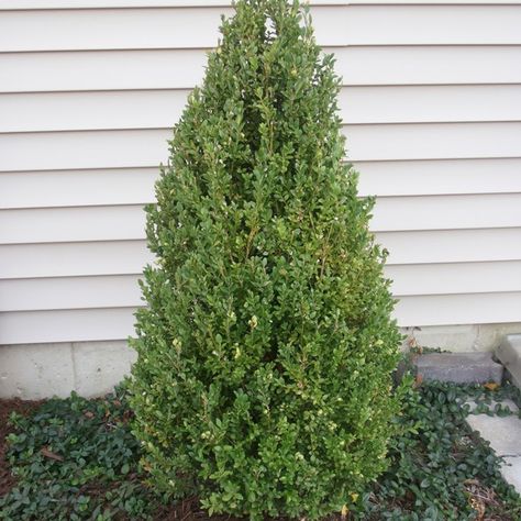 Green Mountain Boxwood - Hedge Plant Green Mountain Boxwood, American Boxwood, Boxwood Landscaping, Trees For Front Yard, Box Wood Shrub, Boxwood Plant, Boxwood Hedge, Outdoor Landscape Lighting, Evergreen Shrubs