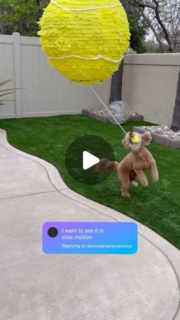 Sampson & Michele Miller on Instagram: "The best dog birthday ever 🥳   #piñata #doglovers #funnydogs #ballislife #dogmom #slowmotion" Tennis Ball Pinata For Dog, Golden Doodle Birthday Party, Dog Pinata Diy, Dog Bday Party Ideas, Dogs Birthday Ideas, Dog Pinata, Dog 1st Birthday, Dog Birthday Party Ideas, Goldendoodle Black