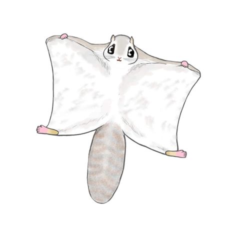 Kawaii Ezomomonga(Flying squirrel) on Threadless Flying Squirrel Drawing, Flying Squirrel, Easy Doodles Drawings, Star Wars Pictures, Simple Doodles, Cute Animal Drawings, Squirrels, Doodle Drawings, Animal Drawings