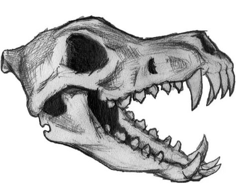 Animal Skull Drawing, Skull Study, Creepy Animals, Dinosaur Sketch, Drawing Anatomy, Skull Sketch, Wolf Skull, Skeleton Drawings, Creepy Drawings