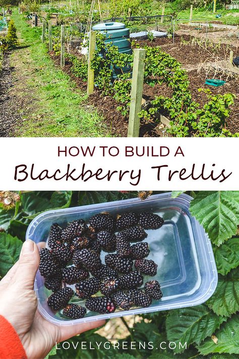 How to build a Blackberry Trellis: a simple way to grow thornless blackberries. Wood, wire, and eyelet screws are all you need to build a simple blackberry trellis. This is an inexpensive way to grow thornless blackberries in the vegetable garden. There's a video showing how I built mine at the end of this piece #lovelygreens #growyourown #vegetablegarden #diygarden #blackberries #gardening #gardeningtips Blackberry Trellis, Thornless Blackberries, Vegetable Trellis, Growing Blackberries, Yummy Veggies, Vegetable Garden Planner, Berry Garden, Amazing Meals, Organic Vegetable Garden