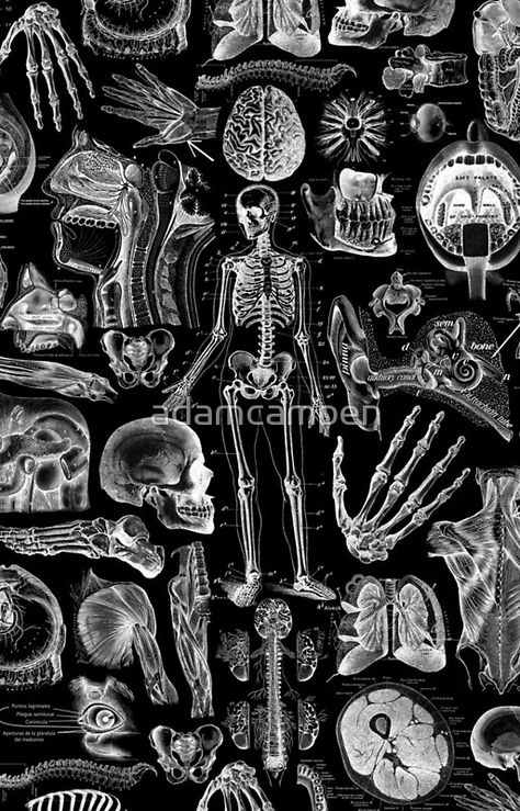 Human Anatomy Black Print The Human Anatomy, Human Skeleton Anatomy, Radiology Student, Skeleton Anatomy, Skeleton Drawings, Medical Wallpaper, Human Anatomy Art, Print Iphone, Medical Aesthetic