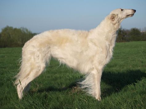 Borzoi dog art portraits, photographs, information and just plain fun. Also see how artist Kline draws his dog art from only words at drawDOGS.com #drawDOGS http://drawdogs.com/product/dog-art/borzoi-dog-portrait-by-stephen-kline/ White Borzoi, Russian Wolfhound, Borzoi Dog, Cutest Dog Ever, Dog Information, Giant Dogs, Silly Dogs, Art Portraits, Dog Obedience