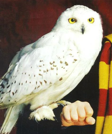 Hedwig, from the "Harry Potter" series Harry Potter Test, Harry Potter Theme Birthday, Harry Potter Owl, Harry Potter Hedwig, Potter Tattoo, Harry Potter Tattoos, Harry Potter Tattoo, Septième Art, Images Harry Potter