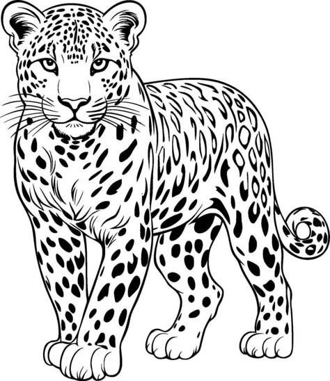 How To Draw A Leopard, Amur Leopard Drawing, Leopard Drawing Sketch, Leopard Vector, Leopard Sketch, Leopard Illustration, Leopard Drawing, Big Cats Drawing, African Leopard