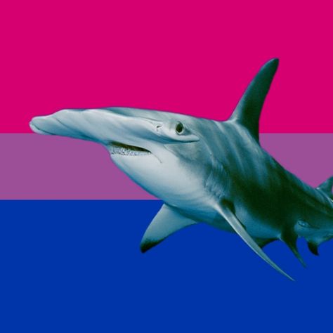 Shark Pfps, Shark Meme, Pin Maker, Shark Stuff, All About Sharks, Cool Sharks, Pride Icons, Shark Pictures, Hammerhead Shark