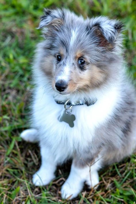 He just couldn't be any cuter! Shetland Sheepdog Blue Merle, Sheltie Puppy, Shetland Sheepdog Puppies, Sheltie Dogs, Shetland Sheep, Rough Collie, Herding Dogs, Blue Merle, Shetland Sheepdog