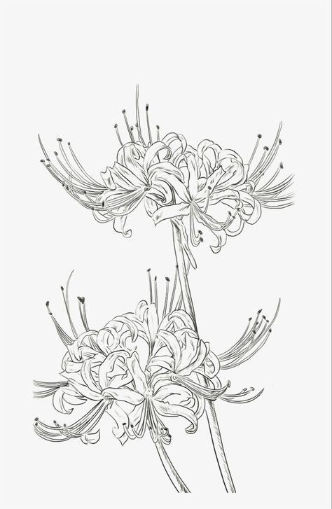 Spider Lily Tattoo Outline, Lycoris Flower Tattoo, Creative Tattoos Stencils, Lily Flower Drawing Tattoo, Spider Lily Line Art, Spider Lily Stencil, Spider Lily Tattoo Stencil, Spider Lily Flower Drawing, Tattoo Japanese Flower