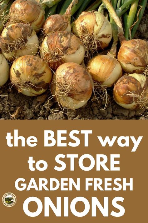 Farmers Market Store, Storing Onions And Potatoes, Store Onions, Storing Onions, Potato Gardening, Onion Storage, Storing Vegetables, Market Store, How To Store Potatoes