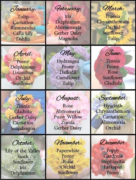 Wedding Flowers June, Flowers By Month, Spring Blessings, Best Wedding Flowers, Flower Meanings, Have Inspiration, Flower Names, Language Of Flowers, Deco Floral