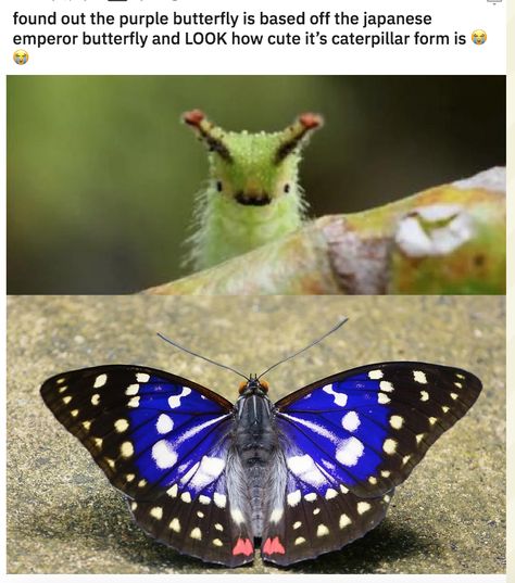 Japanese Emperor Butterfly, Japanese Emperor Caterpillar, Emperor Caterpillar, Emperor Butterfly, Caterpillar Butterfly, Japanese Emperor, Speculative Evolution, Lovely Creatures, Beautiful Bugs