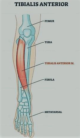 Strengthening the Tibialis Anterior: Exercises for Stronger Lower Legs Tibialis Anterior, Fitness Tools, At Home Workouts