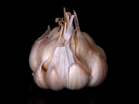 A sulfur compound in garlic can linger in the body for up to two days, stinking up your breath, sweat and pee. Milk, parsley or citrus might help break it down more quickly or mask the stench. How To Peel Garlic, Garlic Food, Garlic Head, Garlic Oil, Cooking Guide, 10 Seconds, Back To Nature, Baking Tips, Cooking Kitchen