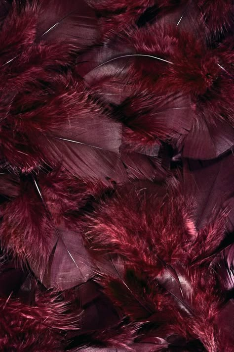 Maroon Aesthetic, Burgundy Aesthetic, Ios 7 Wallpaper, Catty Noir, Shades Of Burgundy, King Cobra, Wallpaper Tumblr, Red Feather, Maroon 5