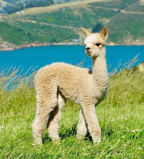 Animal Study, Suri Alpaca, Summer Books, But Why, Photo Reference, Nature Photos, Drawing Inspiration, Animal Photography, Llama