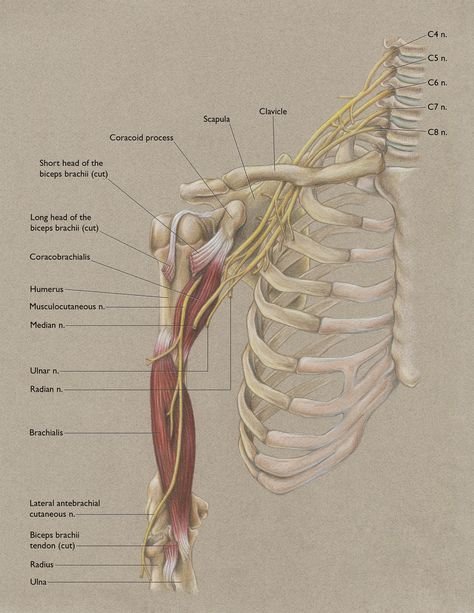 Back Nerves Anatomy, Anterior Muscle Anatomy, Mandibular Nerve Branches, Musculocutaneous Nerve, Nerve Innervation Anatomy, Human Anatomy Picture, Shoulder Anatomy, Nerve Anatomy, Arm Anatomy