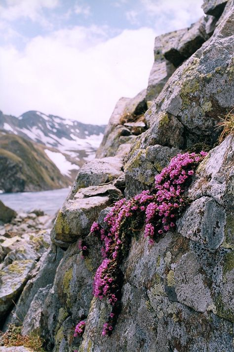 Many Glacier, Easy Jet, Alpine Plants, Italian Alps, Flowers Wallpapers, Fairy Queen, Nature Scenery, Beautiful Flowers Wallpapers, Travel Adventure