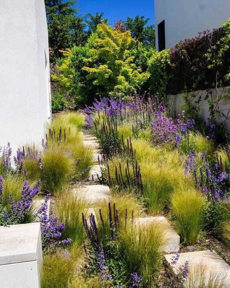 41 Stunning Yard Landscaping Ideas with Purple Plants - 312 Rewilding Garden, Bowles Mauve, Salvia Nemorosa, Grass Garden, Prairie Garden, California Garden, Dry Garden, Grasses Landscaping, Gravel Garden