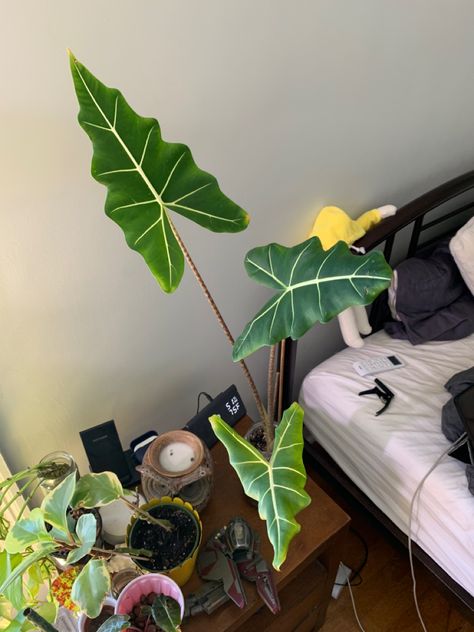 Alocasia Sarian, Plant Leaves, Plants