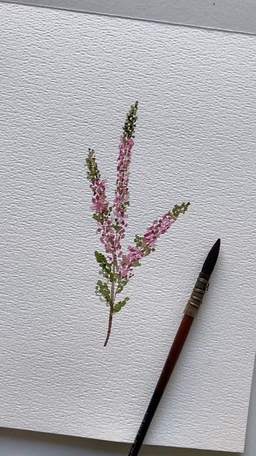 Heather Flower Watercolor, Heather Watercolor, Scotland Watercolor, Spiky Flowers, Heather Flower, Doodle Flowers, Pink Mountains, Shades Of Violet, Liner Brush