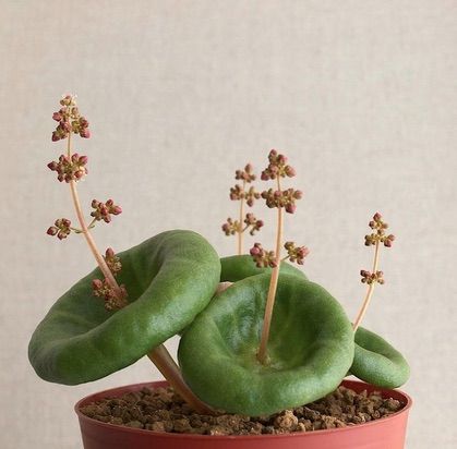 Crassula Umbella, Weird Plants, Have Inspiration, Unusual Plants, Unique Plants, Cactus Y Suculentas, Pretty Plants, Cactus And Succulents, Exotic Plants