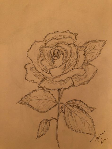 Roses Drawing Sketches, Detailed Rose Drawing, Rose Doodle Drawing, Aesthetic Rose Sketch, Rose Doodle Art, Field Of Roses Drawing, Rose Flower Aesthetic Drawing, Floral Drawing Sketchbooks, Dark Rose Drawing