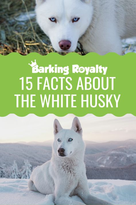 All White Husky Blue Eyes, White Husky Puppy Blue Eyes, White Husky Tattoo, White Husky With Blue Eyes, White Pomsky, All White Husky, Siberian Husky Blue Eyes, Husky Costume, White Siberian Husky Puppy