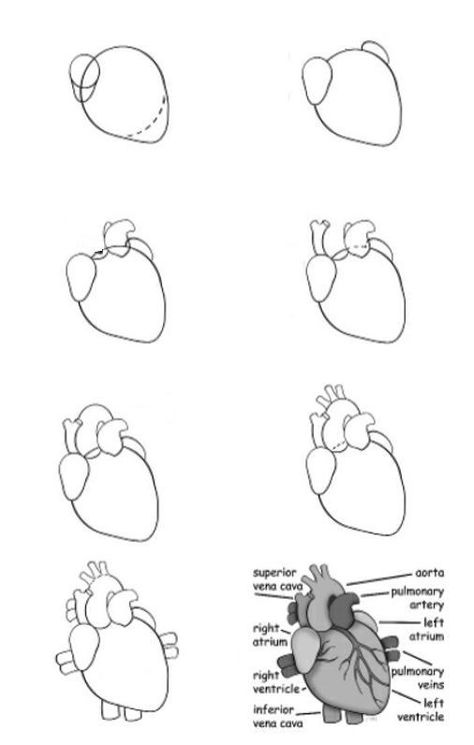 Heart Made Out Of Clay, How To Draw A Human Heart Easy, Heart Anatomy Drawing Notes, How To Draw Human Heart, How To Draw A Heart Organ, How To Draw Organs, Anatomy Heart Drawing, Heart Diagram Drawing, How To Draw A Heart