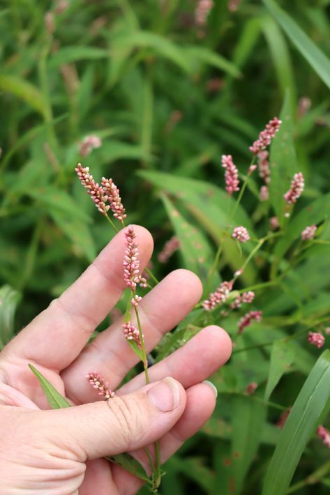 Growing Medicinal Herbs, Medicinal Plants And Their Uses, Medicinal Wild Plants, Medicinal Weeds, Wild Foraging, Herbal Education, Wild Food Foraging, Herbal Remedies Recipes, Medicinal Herbs Garden