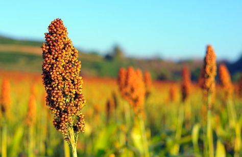 Sorghum Syrup, Sorghum Flour, Most Nutritious Foods, Ancient Grains, Sour Cream And Onion, Gluten Free Flour, High Fiber, Sans Gluten, Nutritious Meals