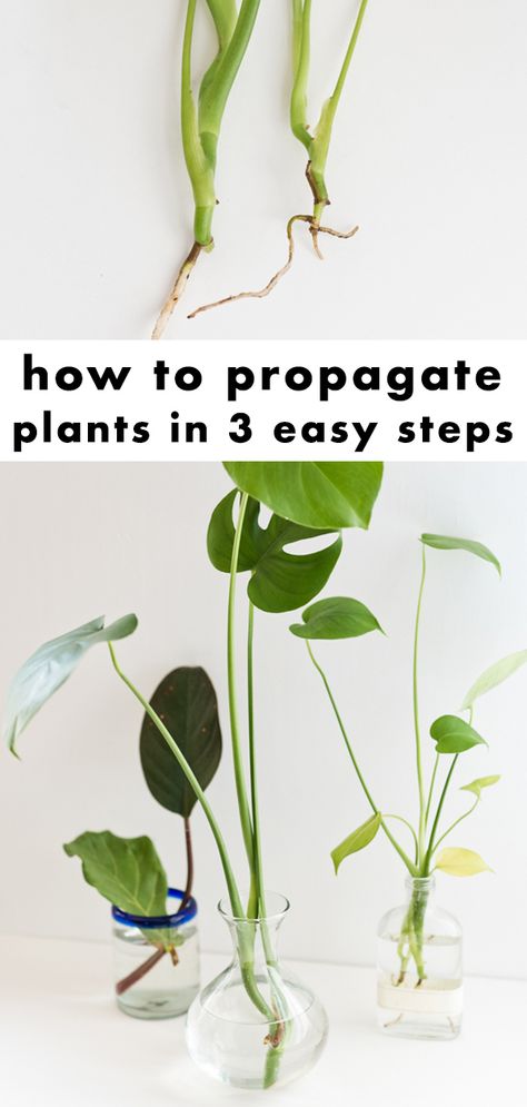 Clippings From Plants, When To Pot Propagated Plants, When To Plant Propagated Plants, How To Plant Propagated Plants, How To Propagate Indoor Plants, How To Propagate Vine Plants, How To Propagate House Plants, How To Propagate Plants From Cuttings, Easy Propagating Plants