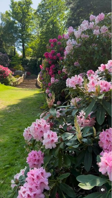 ake a walk in the gardens and you’ll stumble across the most gorgeous rhododendrons and azaleas 💕 Rhododendron Garden, Azalea Garden, Azaleas Garden, Hever Castle, Azalea Flower, Garden Inspo, Shade Perennials, Gorgeous Gardens, Garden Paths