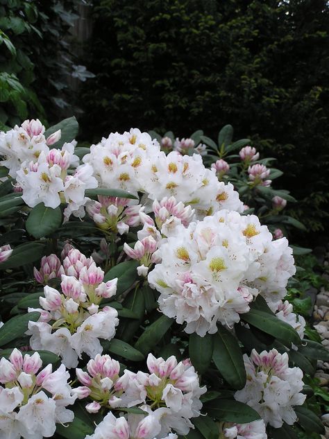 Rhododendron Yakushimanum Porcelain Rhododendron Garden Landscaping, Rhododendron Bush, Rhododendron Yakushimanum, Rhododendron Garden, Poison Garden, Flower Types, Warm Color Schemes, Writing Projects, Diy Garden Fountains