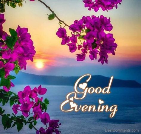 Have A Good Evening Quotes, Good Evening Flowers, Good Evening Quotes, Evening Flowers, Have A Good Evening, Good Evening Photos, Good Evening Images, Evening Images, Evening Wishes