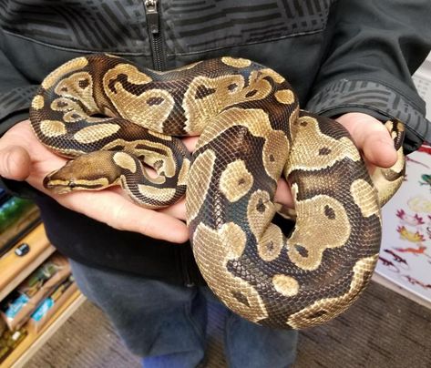 Pet Peeves List, Ball Python Pet, Baby Ball Python, Ball Python Care, Cute Snakes, Danger Noodles, Pretty Snakes, Ball Python Morphs, Reptile Room