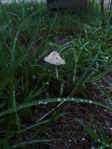 Morning Dew Aesthetic, Dew Aesthetic, Sawyer Core, Nick Core, Early Spring Aesthetic, Early Morning Aesthetic, Borzoi Dog, Morning Cat, Name Pictures