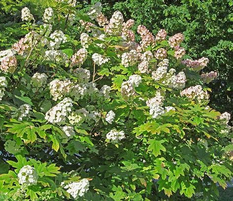 Hydrangea Snow Queen Oakleaf Plantain Lily, Low Maintenance Shrubs, Hydrangea Quercifolia, Oakleaf Hydrangea, Fall Bulbs, Hydrangea Not Blooming, Perennial Shrubs, Garden Plans, Fruit Plants