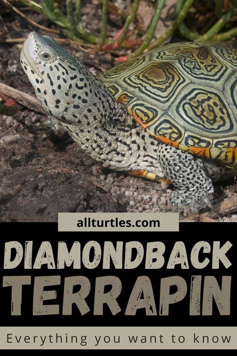 Diamond Back Terrapin Turtle, Diamond Back Terrapin, Diamondback Terrapin, Types Of Turtles, Turtle Facts, Turtle Care, Turtle Pond, Turtle Tank, Terrapin