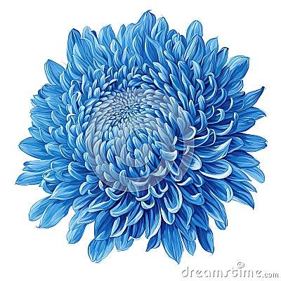 blue-chrysanthemum-flower-white-background-isolated-style-ancient-botanical-illustrations Blue Chrysanthemum Flower, Blue Chrysanthemum, Chrysanthemum Flower, Flower White, Botanical Illustrations, Botanical Illustration, Chrysanthemum, White Background, Dream House