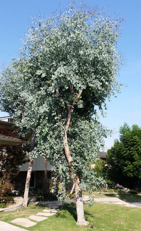 Eucalyptus Gunnii Tree, Eucalyptus Tree Garden, Small Eucalyptus Tree, Eucalyptus Plant Outdoor, Planting Eucalyptus Outside, Eucalyptus Tree Outdoor, Silver Dollar Eucalyptus Tree, Eucalyptus Polyanthemos, Eucalyptus Garden