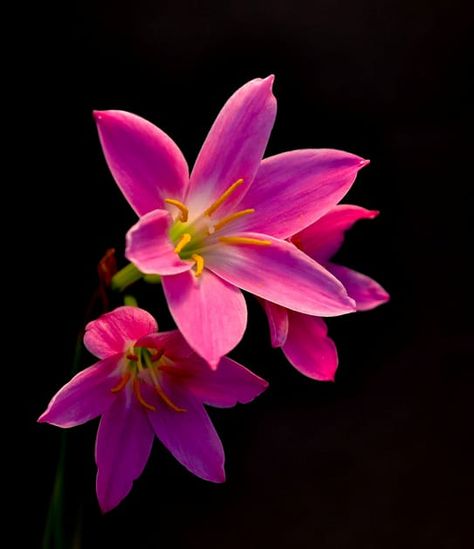 Flor by Jesus Lara / 500px Rain Lily, Lily Painting, Beautiful Flowers Photography, Dark Flowers, Nothing But Flowers, Pansies Flowers, Airbrush Art, Beautiful Flowers Wallpapers, Lily Flower