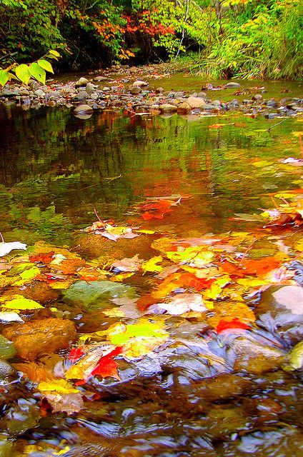 Fall leaves in stream by ann j p, via Flickr Leaves On A Stream, Sault Ste Marie Ontario, Abstract Horse Painting, Sault Ste Marie, Abstract Horse, Fallen Leaves, Fall Time, Beautiful Sites, J P