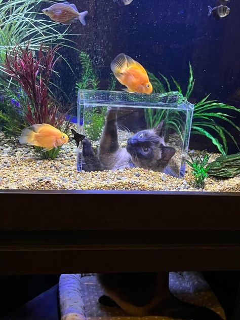 Cool Fish Tank Decorations, Aquarium Mini, Turtle Aquarium, Fish Tank Themes, Custom Aquarium, Goldfish Tank, Fish Tank Terrarium, Cool Fish Tanks, Fish Tank Design