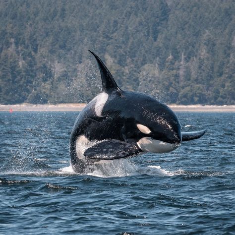 Orca Whales Photography, Orca Art, Sea Mammal, Orca Whale, Beautiful Sea Creatures, Orca Whales, Most Beautiful Animals, Killer Whale, Pretty Animals